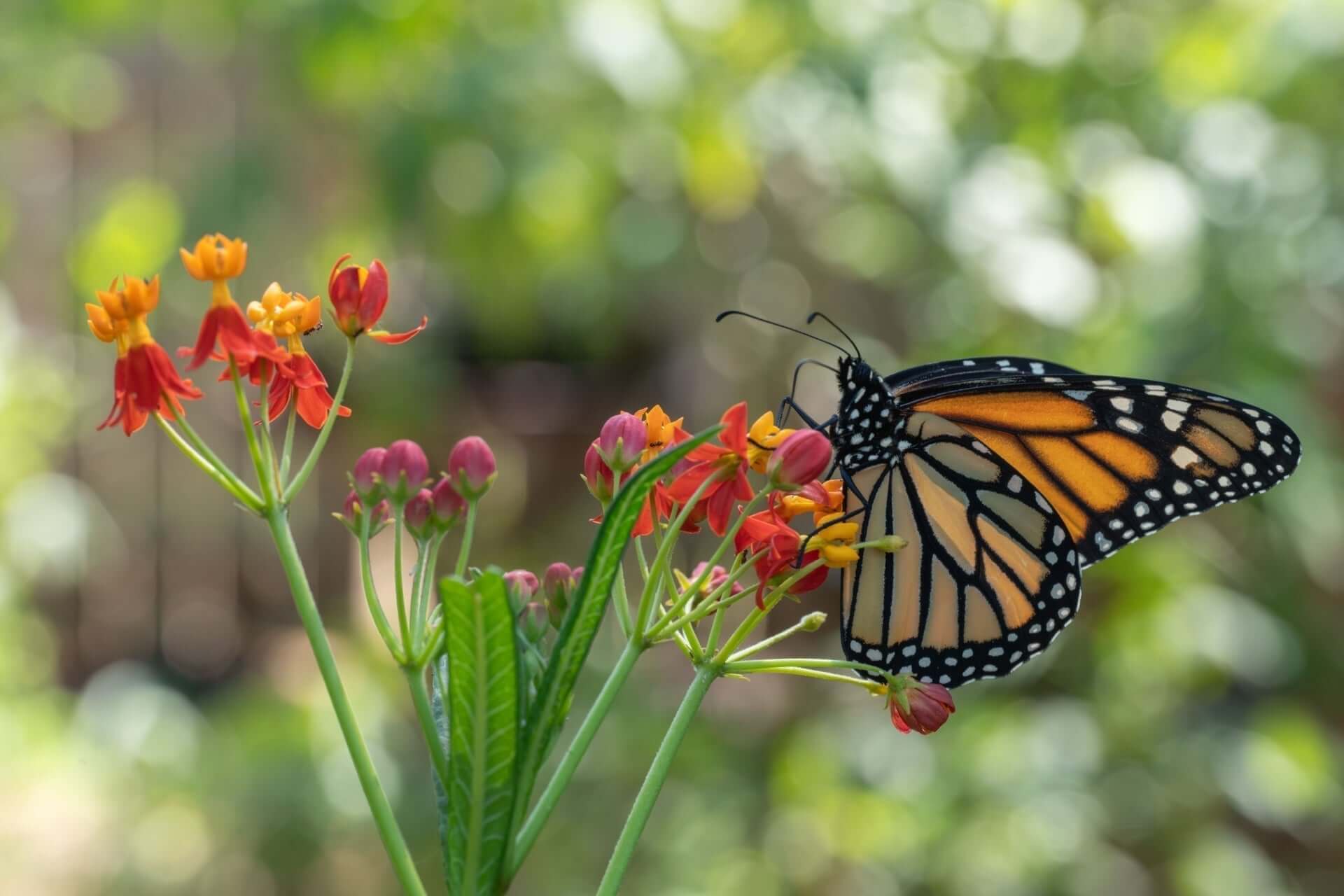 Monarch butterfly on red-orange flowers in moonlight garden
