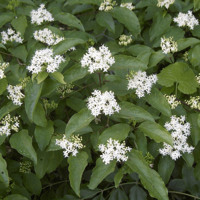 Delicate white star-shaped flowers on lush green bush for curb appeal