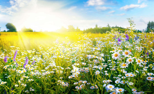 Vibrant meadow of white daisies, purple wildflowers and greenery under blue sky