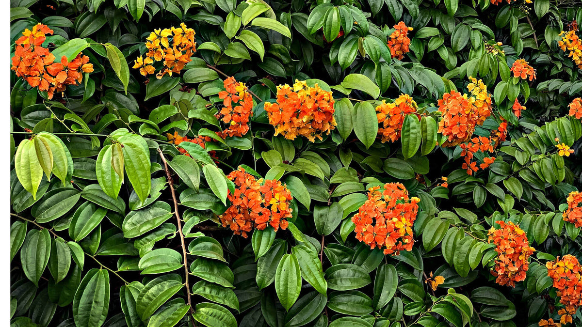 Vibrant orange yellow flowers bloom in Four Seasons of Splendor garden.