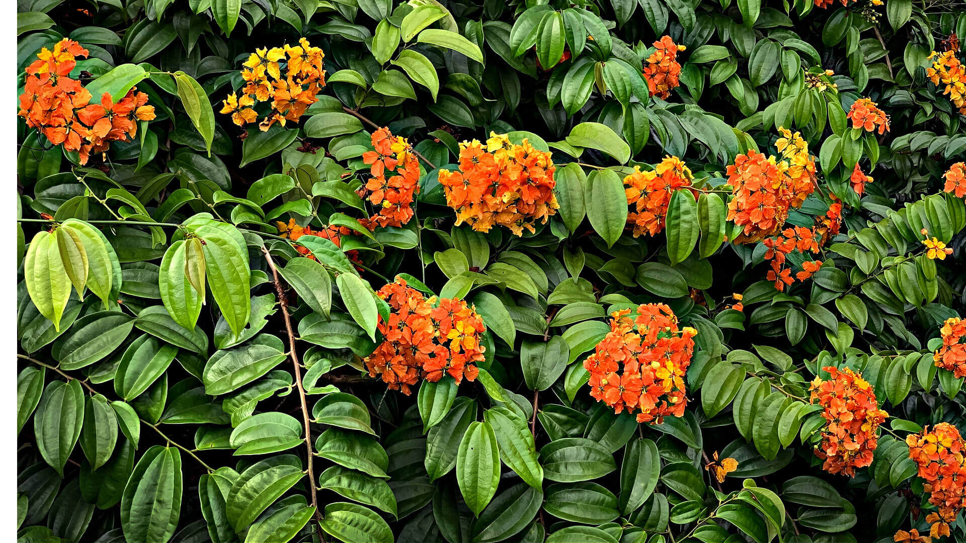 Vibrant orange yellow flowers bloom in Four Seasons of Splendor garden.