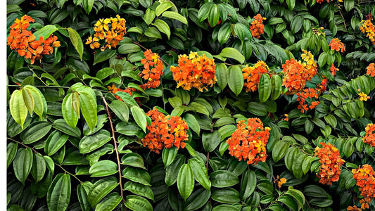 Vibrant orange yellow flowers bloom in Four Seasons of Splendor garden.