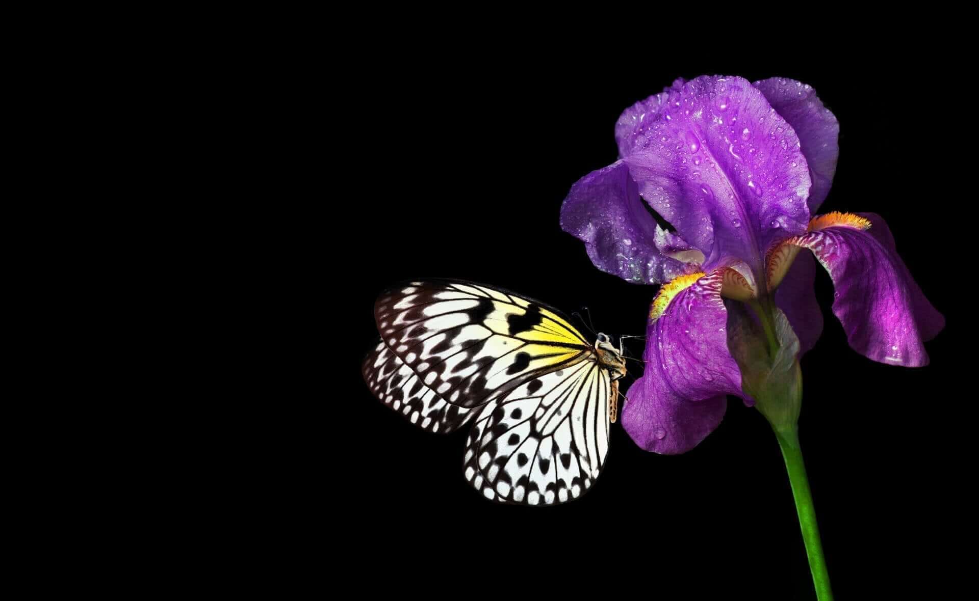 Delicate black and white butterfly with yellow accents on purple iris perennial