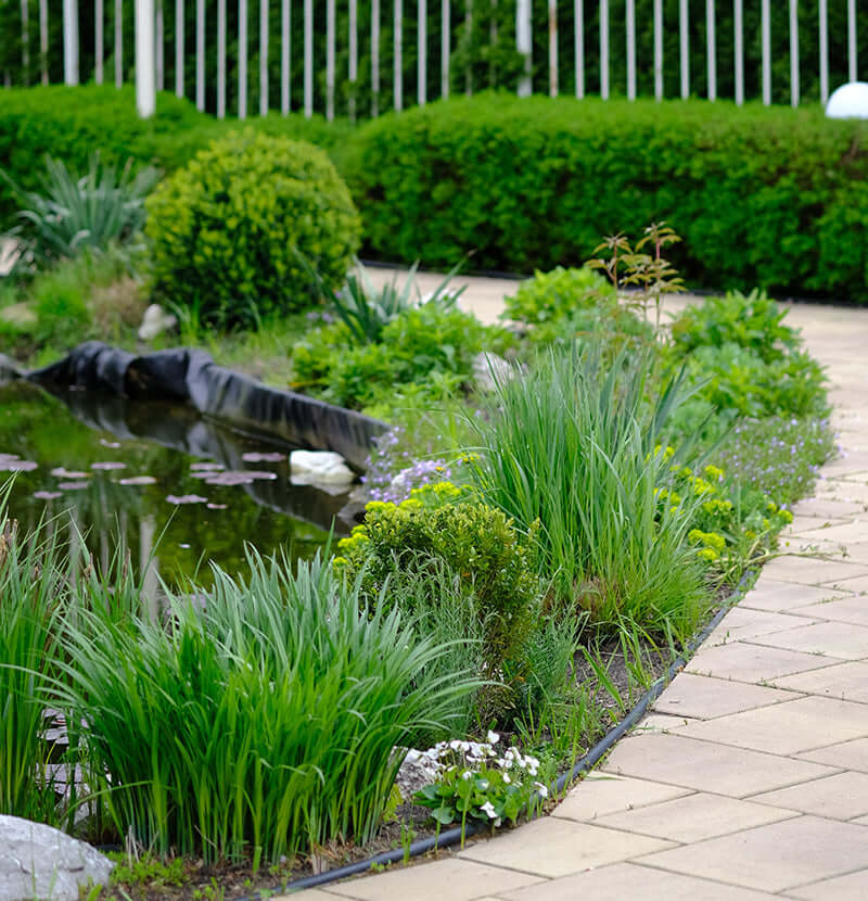 Tranquil rain garden pond with native lush grasses, lily pads and hedges