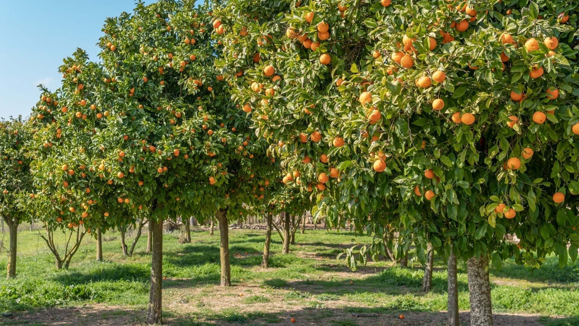 Vibrant orange trees with ripe fruit, protect from frost