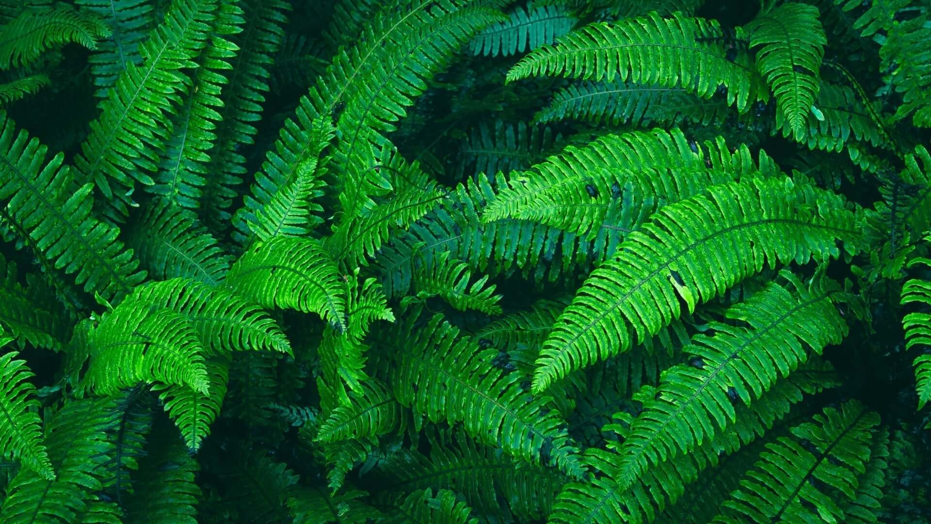 Vibrant green fern fronds with intricate patterns for fall propagation