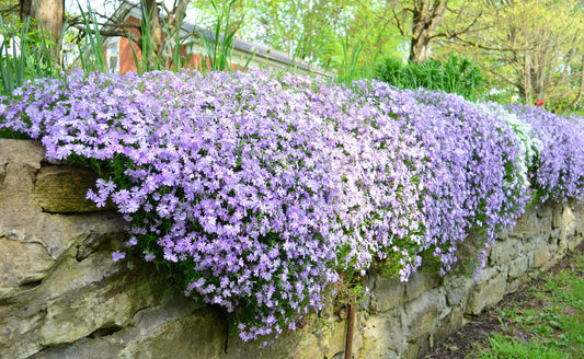 Lavender flowers cascading over stone wall control garden weeds