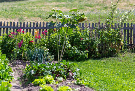 Tall leafy sunflower with large green head and yellow petals in colonial garden