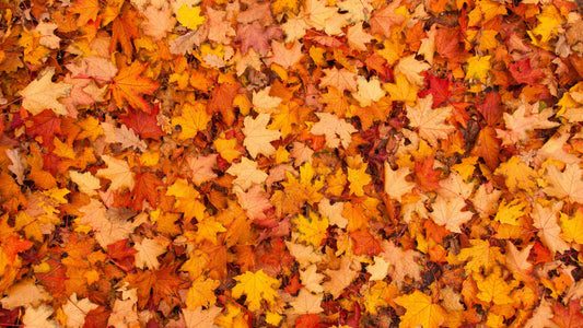 Vibrant autumn maple leaves in orange, yellow, and red in garden foliage