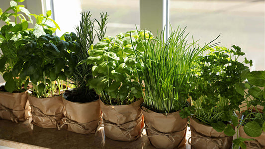 Fresh basil, rosemary, chives, and parsley in brown paper bags for herb gardening