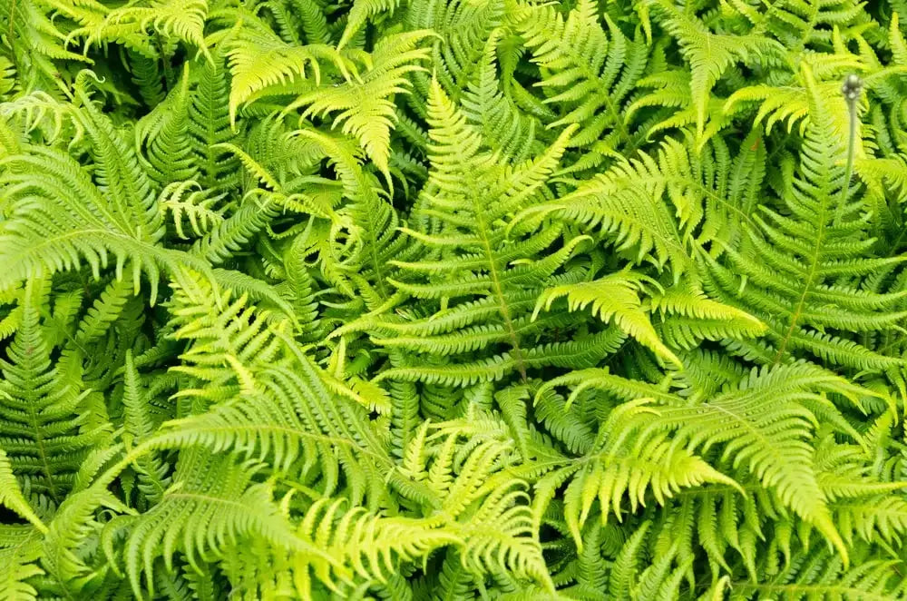 Vibrant lime-green native fern fronds with feathery, serrated edges