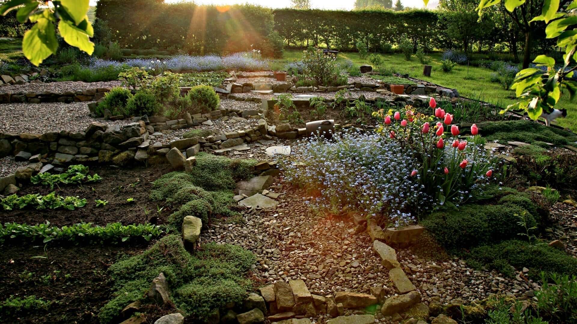 Permaculture garden with pink tulips, purple flowers, greenery, gravel paths