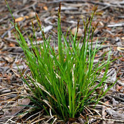 Vibrant Pennsylvania sedge grass clump with slender blades and brown seed heads