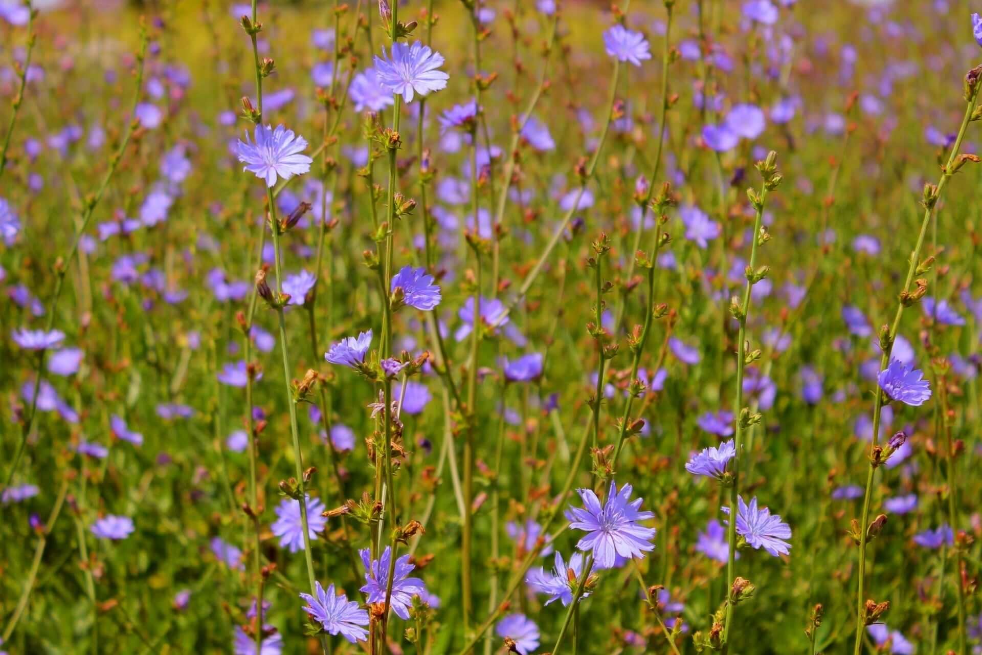 Stunning purple chicory flowers in field with green stems and buds