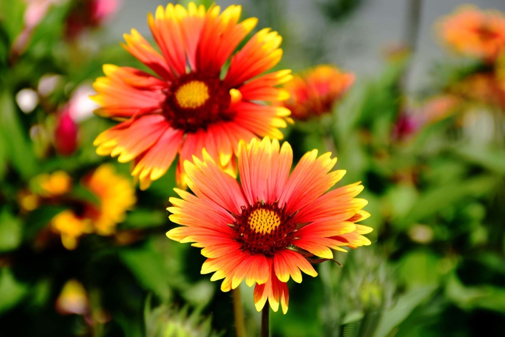 Vibrant red and yellow blanket flower blooms for landscapes