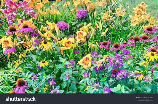 Vibrant perennial garden bursting with yellow, purple, pink, orange flowers