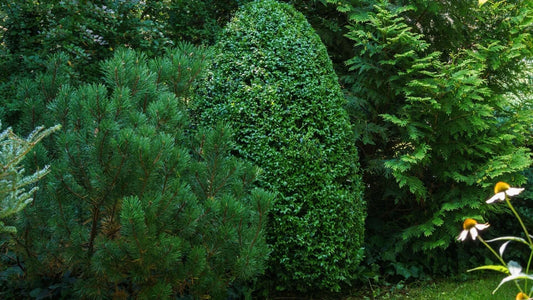 Tall conical green Mountain Boxwood evergreen hedge in garden