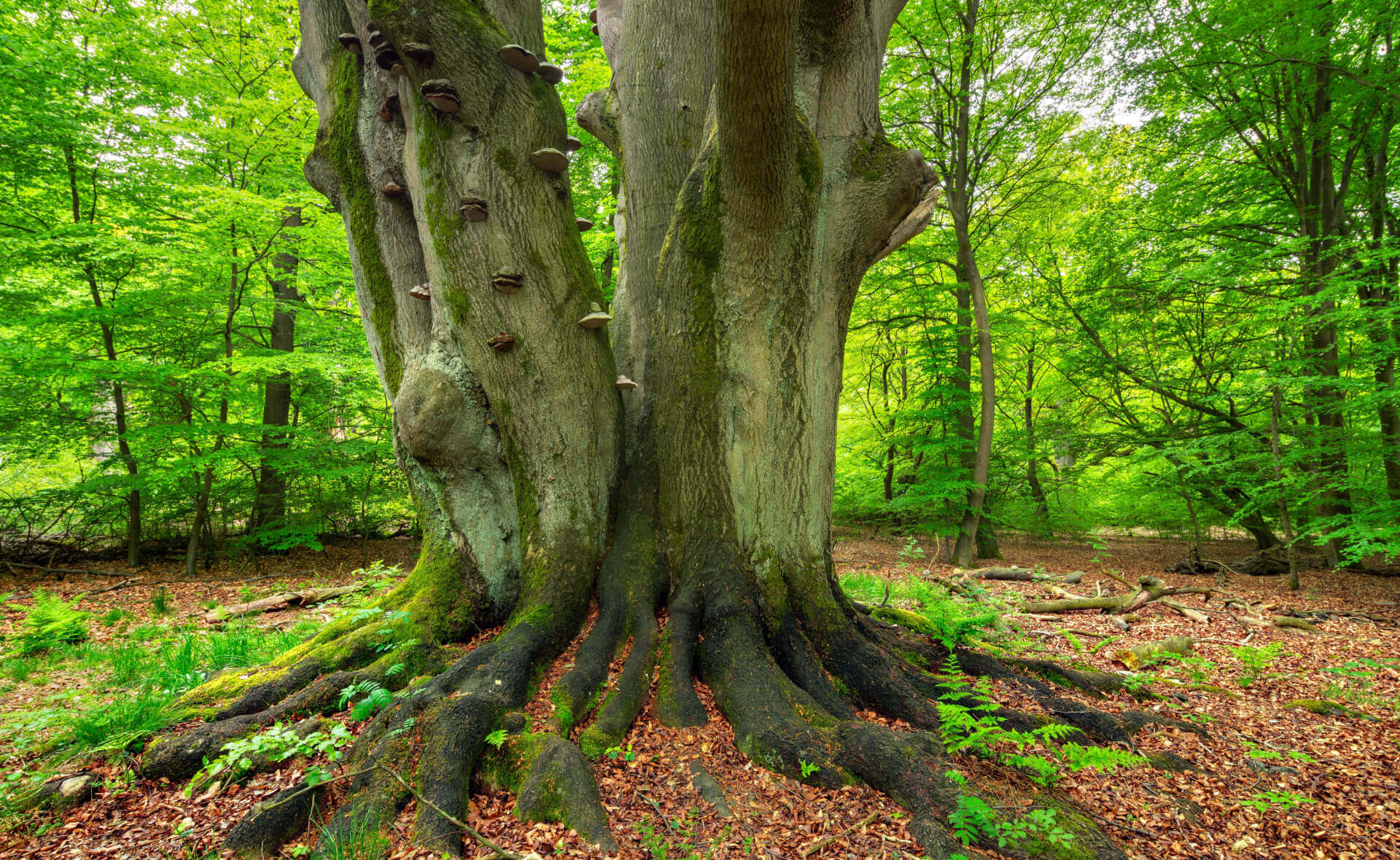 Moss-covered gnarled trunk of ancient guardian tree with roots and fungi