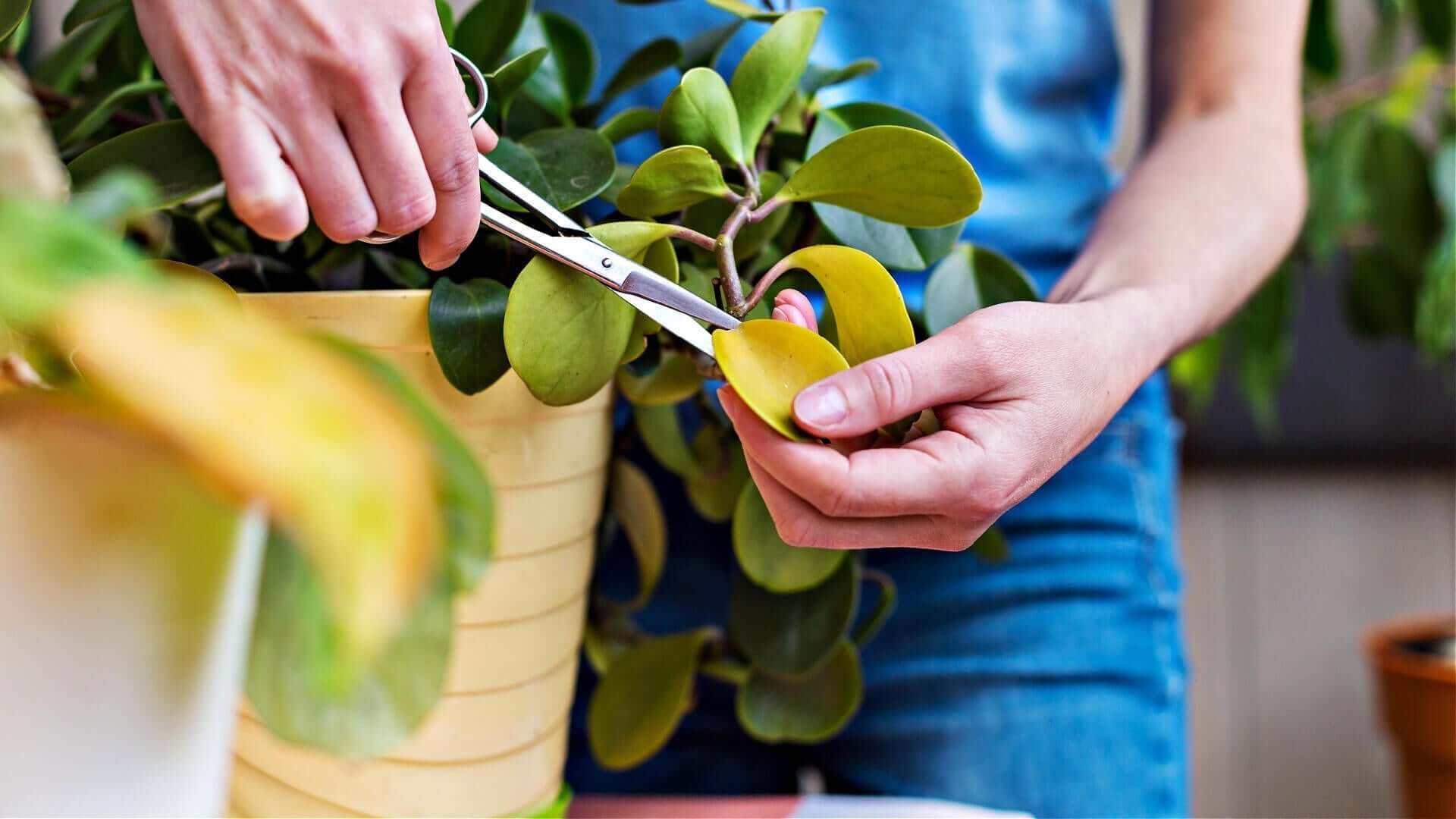 Yellow ribbed ceramic pot with pruned leafy green plant in pruning guide