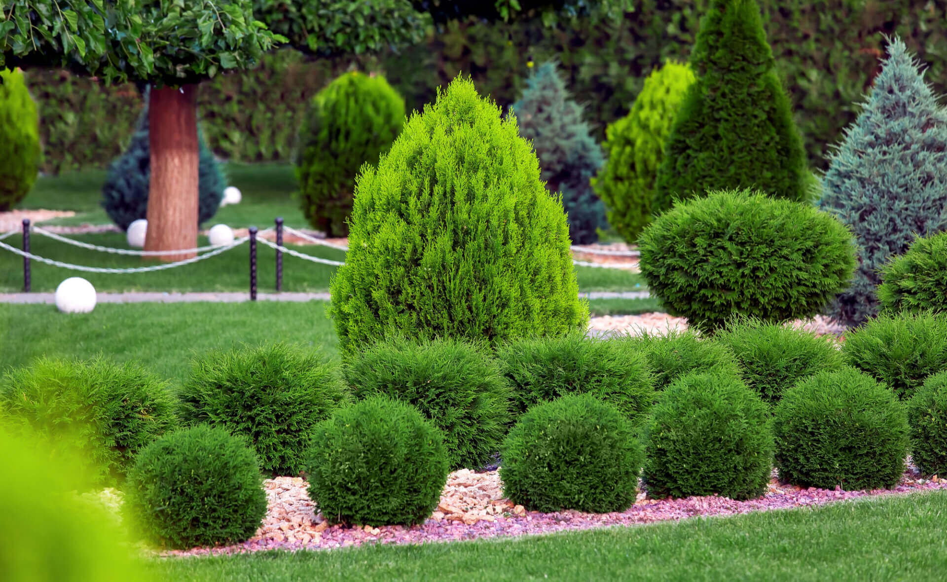 Lush trimmed conical spherical evergreens in split-level garden bed