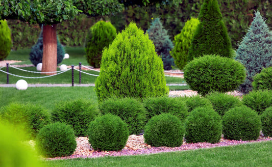 Lush trimmed conical spherical evergreens in split-level garden bed
