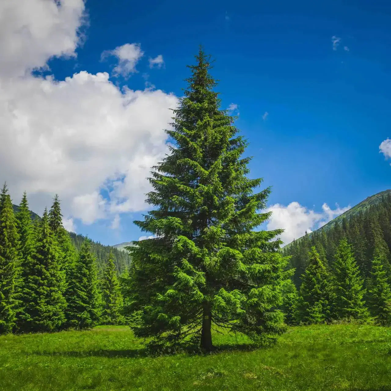 Tall vibrant green pine tree in sunlit meadow under blue sky