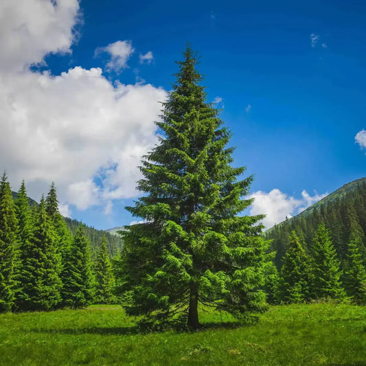Tall vibrant green pine tree in sunlit meadow under blue sky