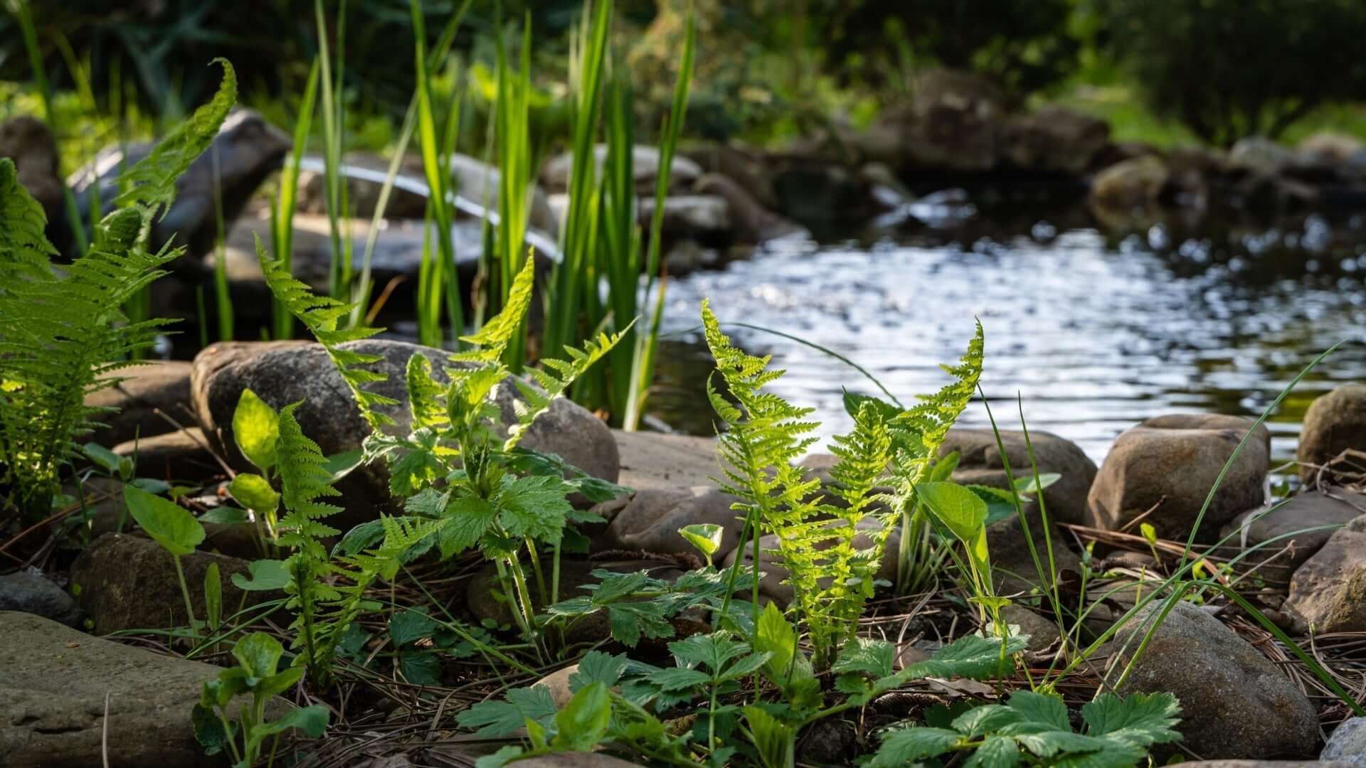 Vibrant ostrich fern fronds among stones by tranquil pond