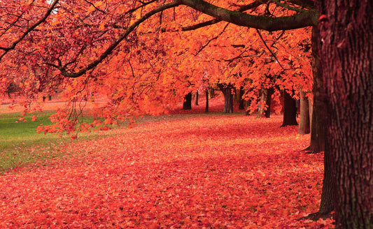 Vibrant orange maple canopy and foliage of drought-tolerant trees
