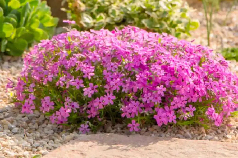 Vibrant pink perennial with delicate petals in gravel garden bed