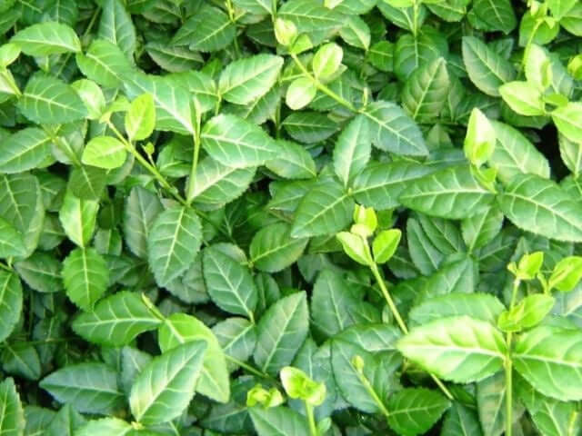 Vibrant glossy green leaves of evergreen wintercreeper Euonymus