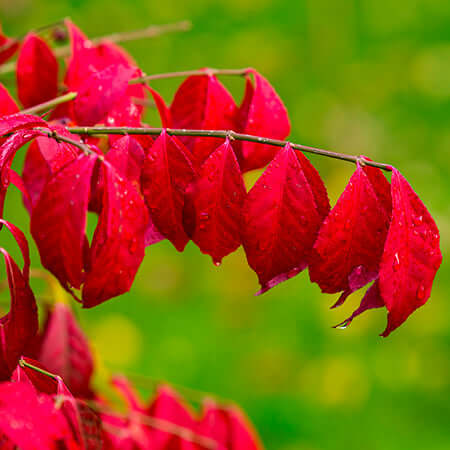 Vibrant crimson leaves with glossy serrated edges on slender branch in native plant article