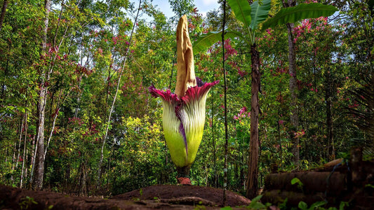 Towering vibrant corpse flower in Worlds Most Expensive Trees