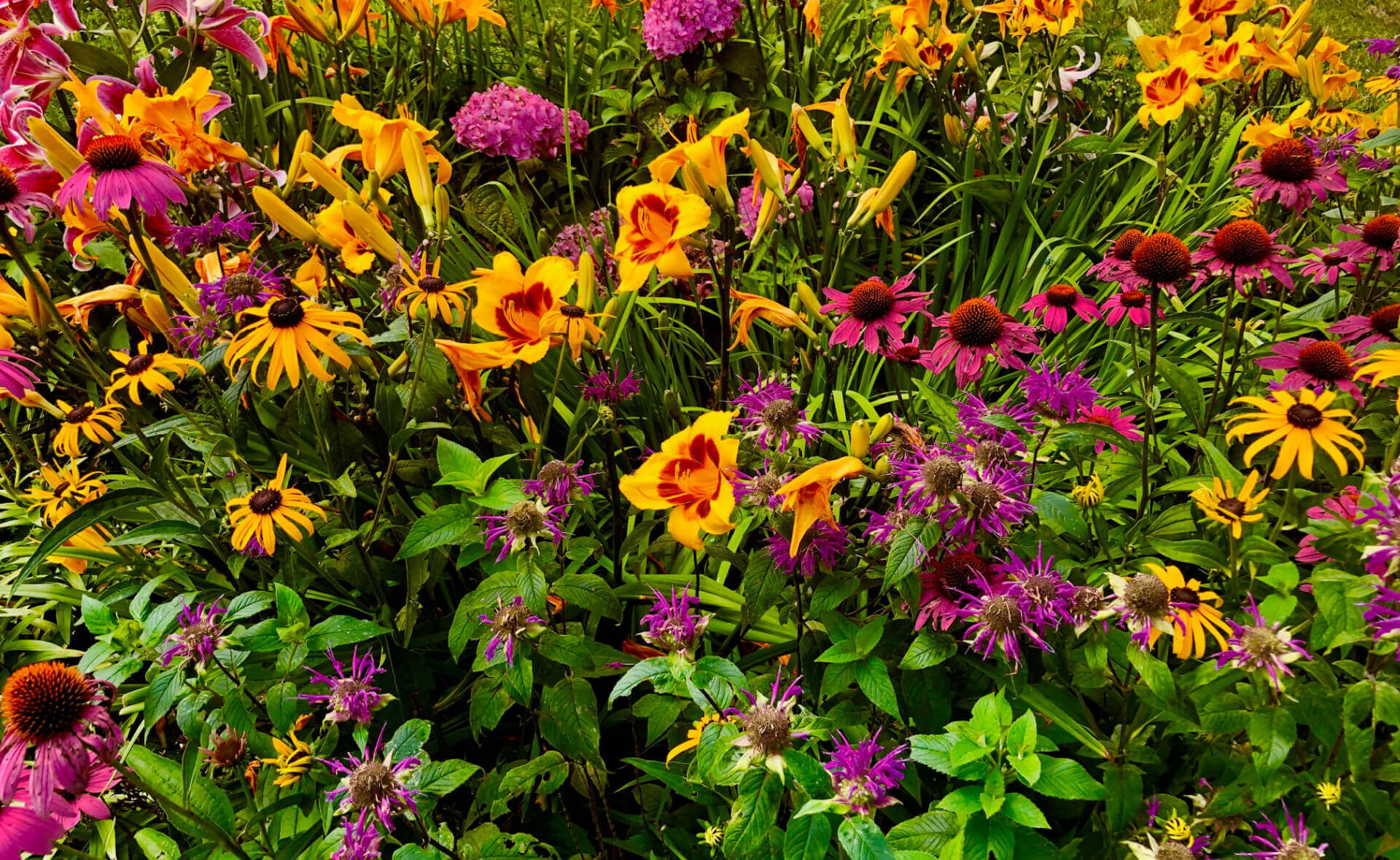 Vibrant self-seeding perennials: yellow, purple, pink coneflowers and daylilies