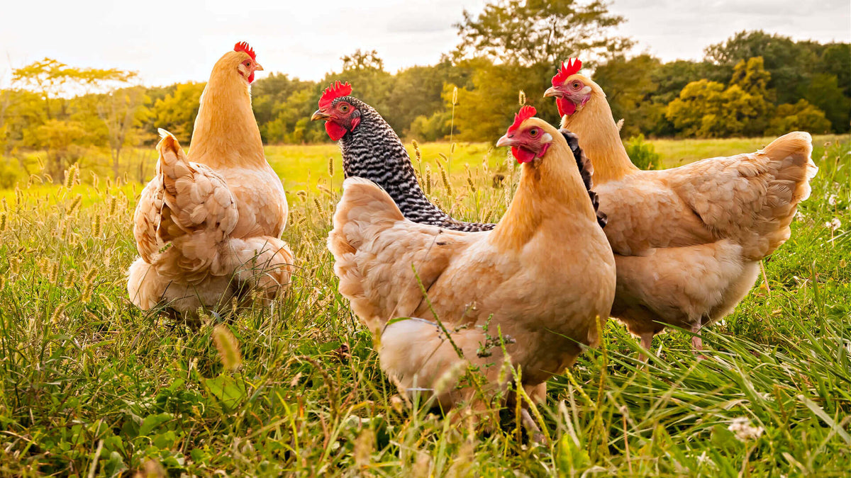 Group of brown and black-and-white chickens in grassy field for gardeners