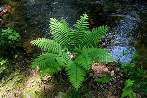 Vibrant cinnamon fern with feathery fronds beside flowing stream