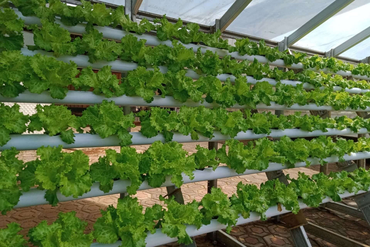 Vibrant green lettuce in vertical hydroponic system cultivating resilience
