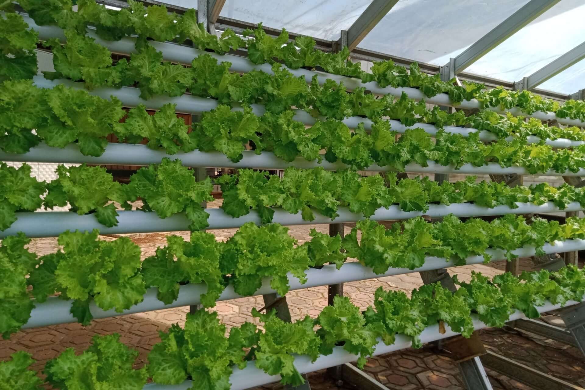 Vibrant green lettuce in vertical hydroponic system cultivating resilience