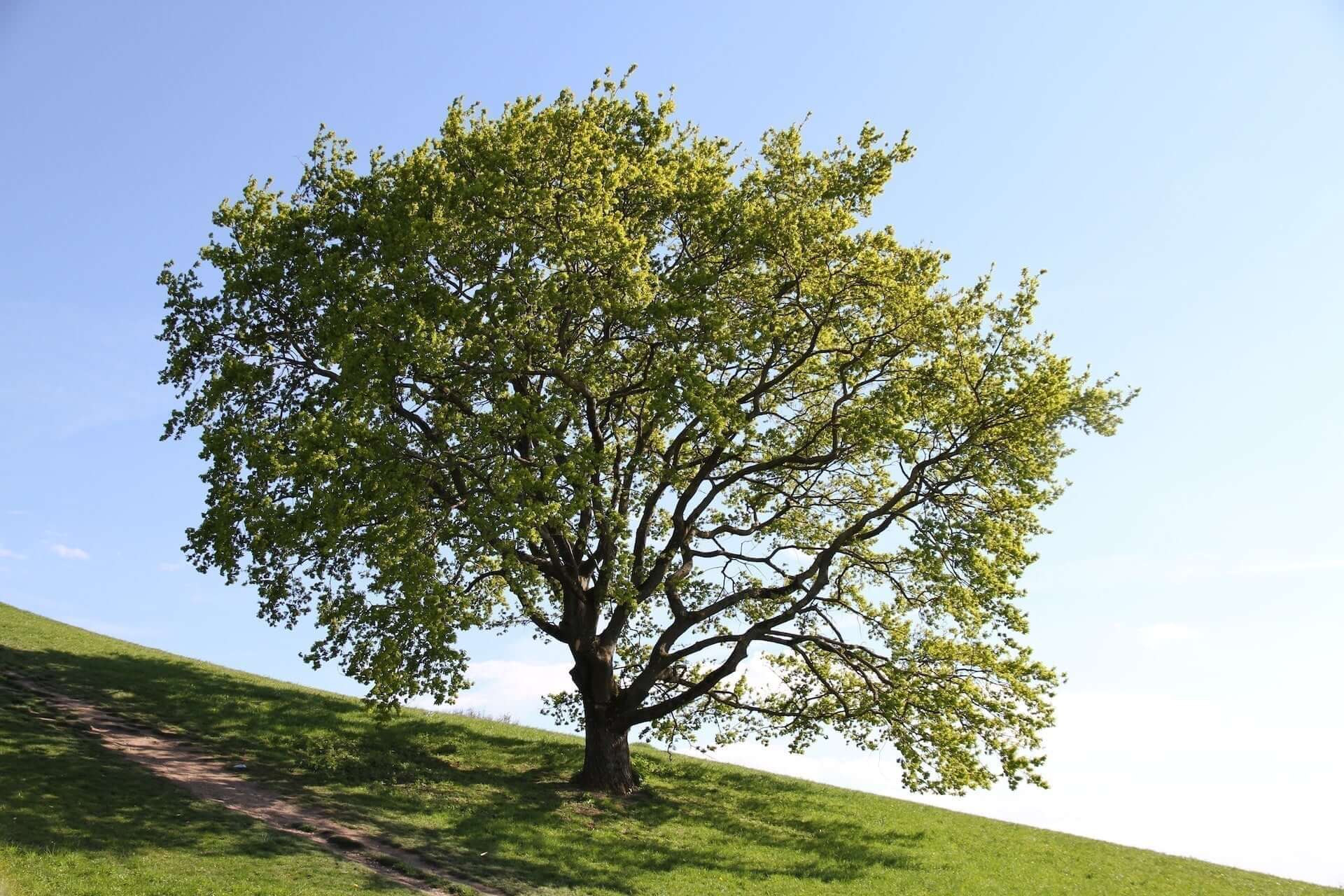 Solitary leafy green oak tree with sturdy dark trunk on sunlit grassy hill