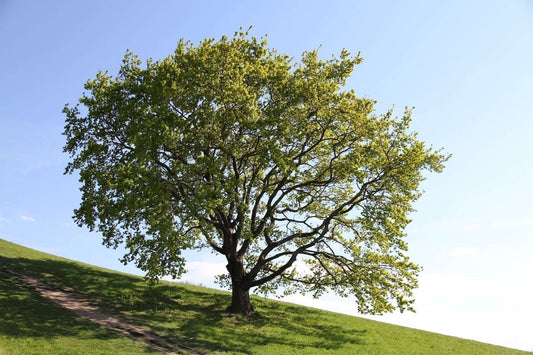 Solitary leafy green oak tree with sturdy dark trunk on sunlit grassy hill
