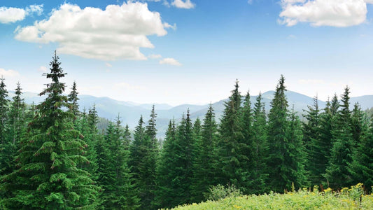 Dense pine forest on hillside boosts real estate value under blue sky