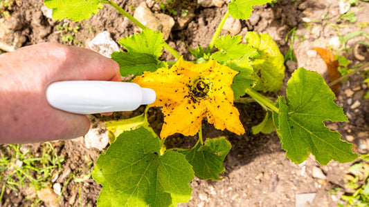 Hand spraying yellow squash flower to control autumn garden pests