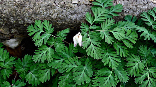 Delicate squirrel corn flower with pink accents on serrated leaves against tree trunk