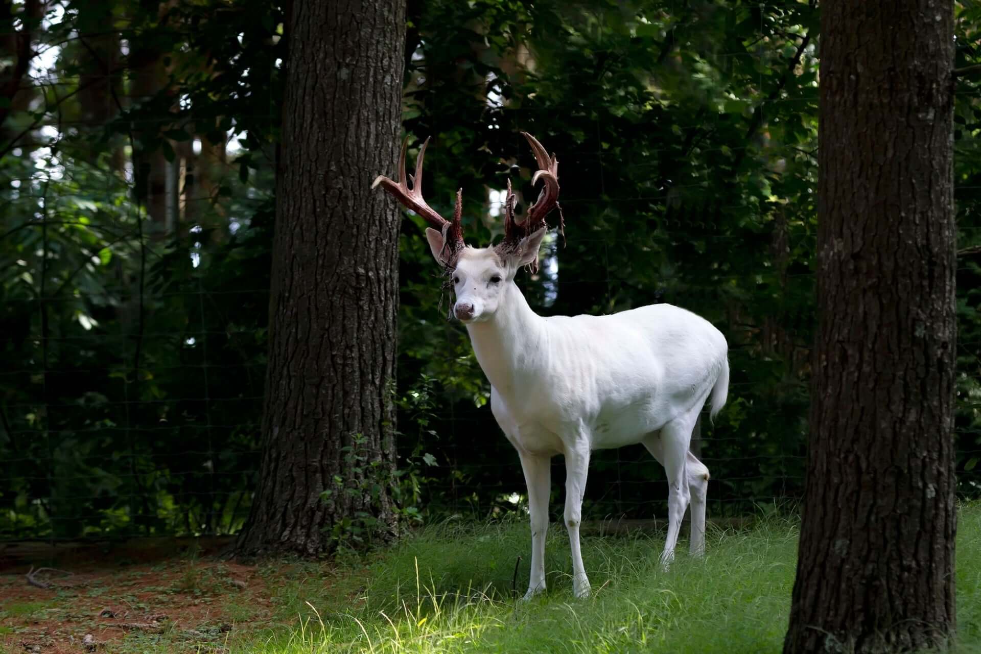 Striking white deer with dark brown antlers in sun-dappled forest clearing