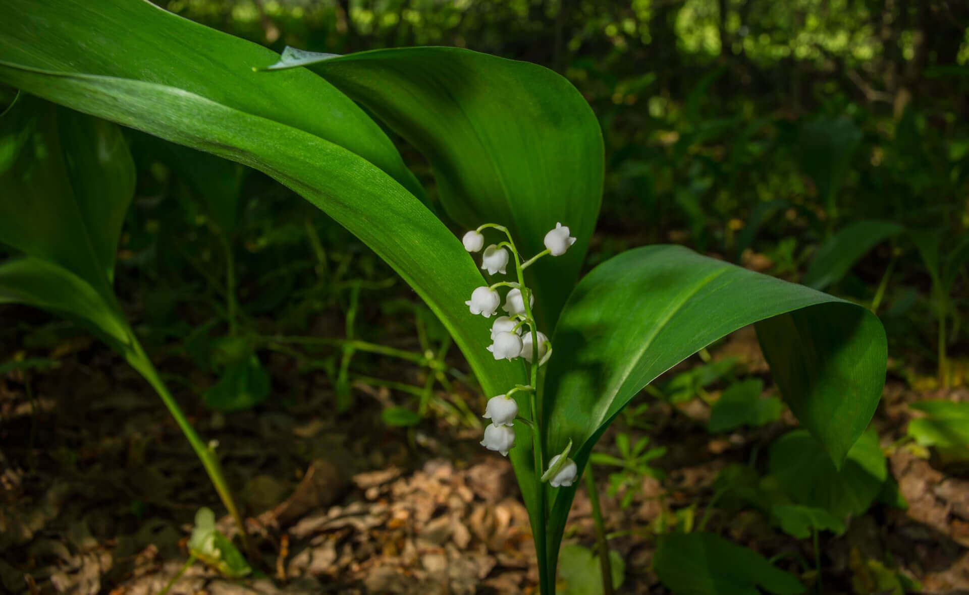 Delicate white lily-of-the-valley shade perennial in forest glade