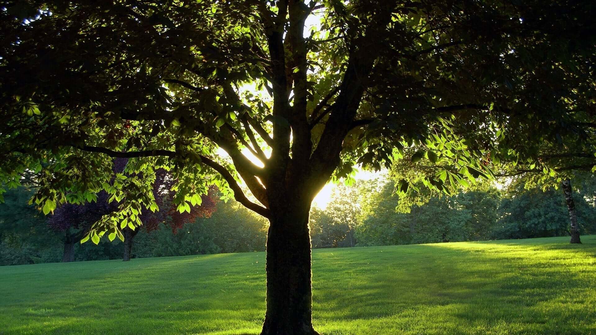 Majestic big shade tree with thick trunk and lush green leaves in golden sunlight