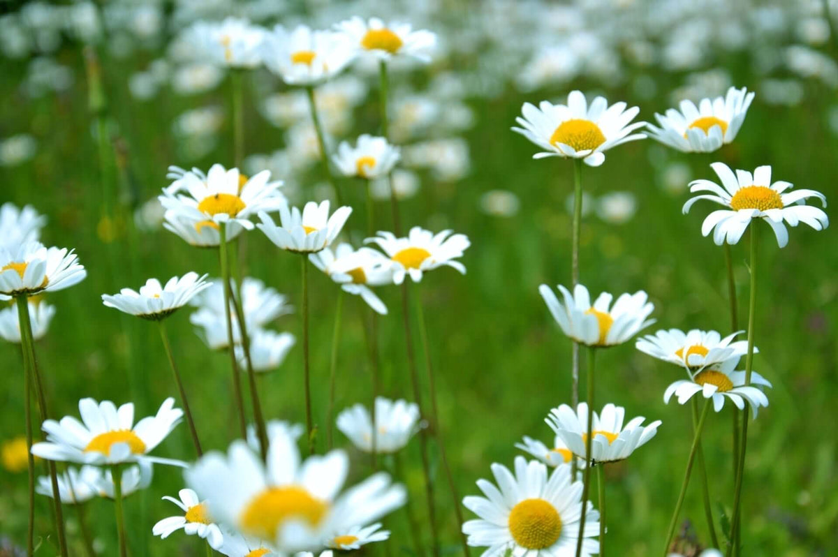 Field of white daisies with yellow centers, annuals or perennials