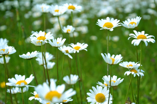 Field of white daisies with yellow centers, annuals or perennials