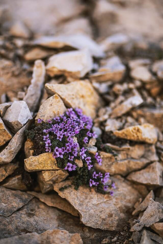 Delicate purple wildflowers thriving in rockery among rugged rocks