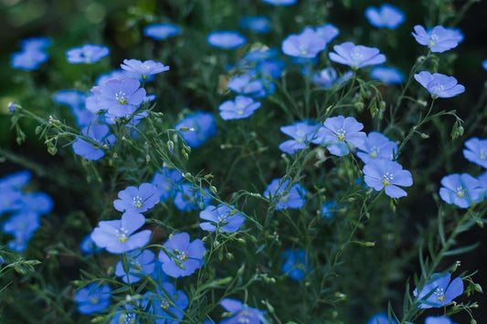 Delicate light blue flax flowers in field for greener future